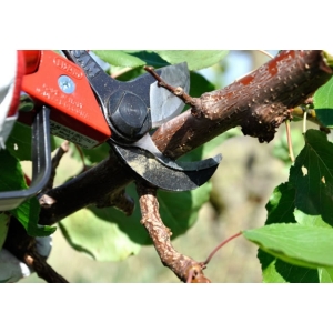 Lisam Sly - Rapid - Asta - Forbici pneumatiche potatura
